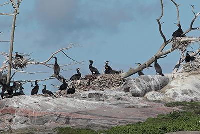 Cormorant colonie